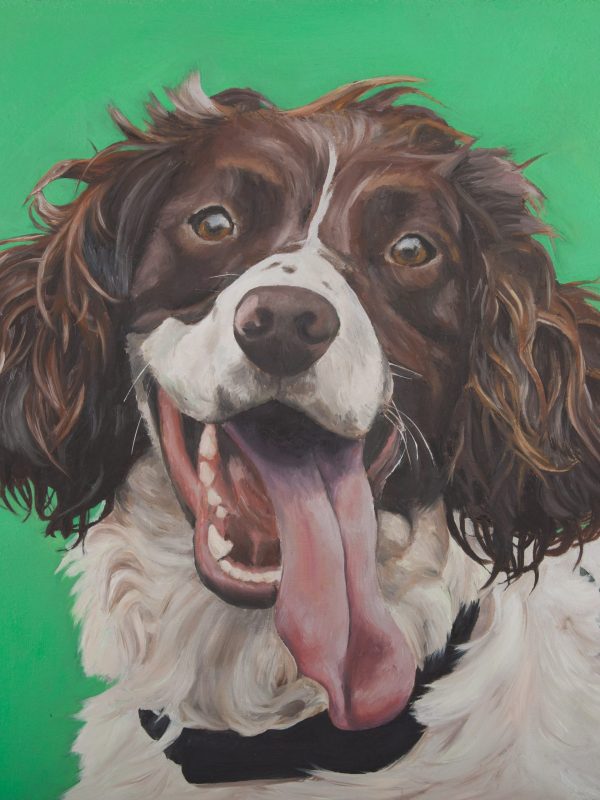 Portrait of Dog Spaniel